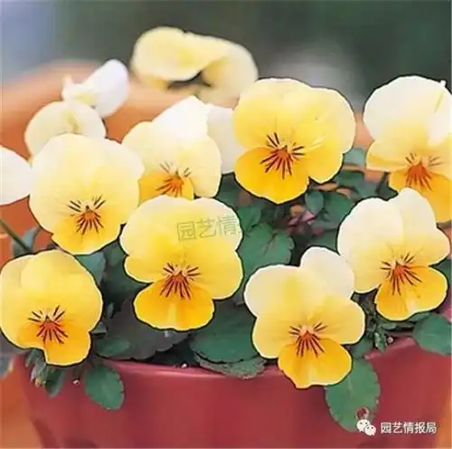 第2集花力系列