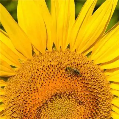 向日葵头像向日葵之所以幸福是因为时刻都微笑着面对阳光