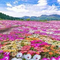 唯美浪漫的日本花海治愈系风景头像