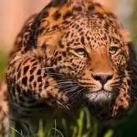 猎豹头像图片大全微信头像图片大全