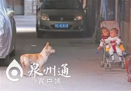 泉州人注意明年1月1日起,小区里遛狗不牵狗绳将被处罚
