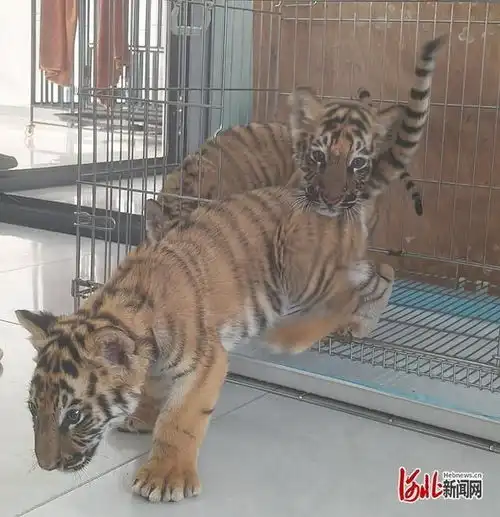 动物头像可爱呆萌老虎