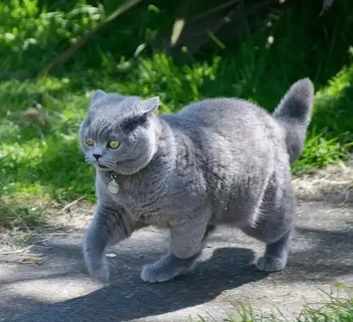 英短蓝猫这4大优点,看完之后瞬间爱了,你确定不养一只
