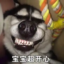 哈士奇可爱头像卡通萌蜜
