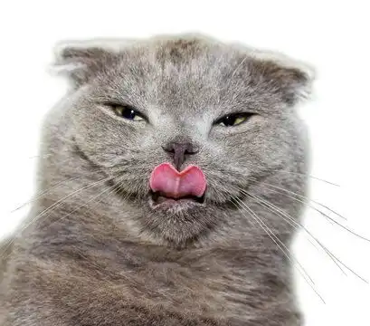 点击来源直接获取大图文件有趣的灰色英国折耳猫伸出心形舌头摄影搞笑猫猫高清大图