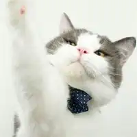 可爱头像猫系情侣情侣猫