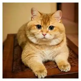 猫咪凭本事长了一身肉,主人帮它修理毛发一探究竟腹肌比我还多