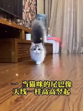 顽皮的小猫咪被小男孩抛弃了猫咪萌宠出道计划二次元猫咪的迷惑行为