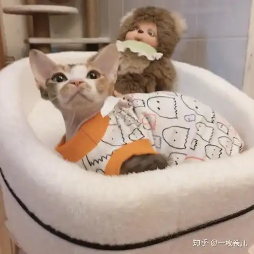 请问国内有哪些斯芬克斯猫和德文卷毛猫的正规猫舍