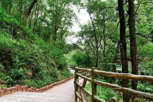 清凉山郊野公园粉黛乱子草梦幻盛放,如云雾海洋引爆粉色少女心