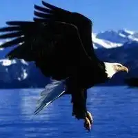 霸气雄鹰微信头像微信头像图片大全