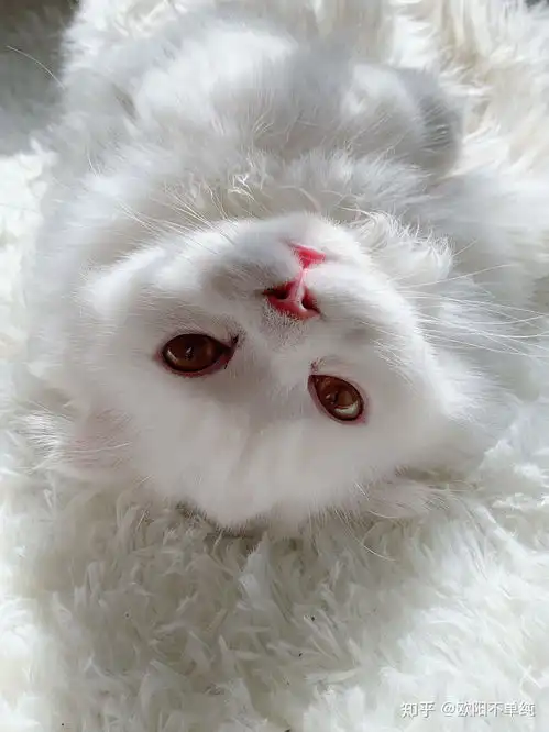 有没有这个猫的其他图片,以前用过只是它头的头像,现在找不到了