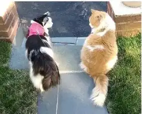 被两只猫撒了一嘴的狗粮,镇定的和着血色吃了下去