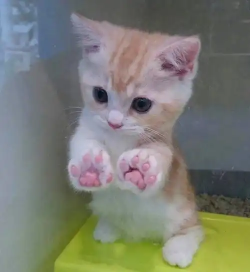 猫系头像双人欣赏艺术