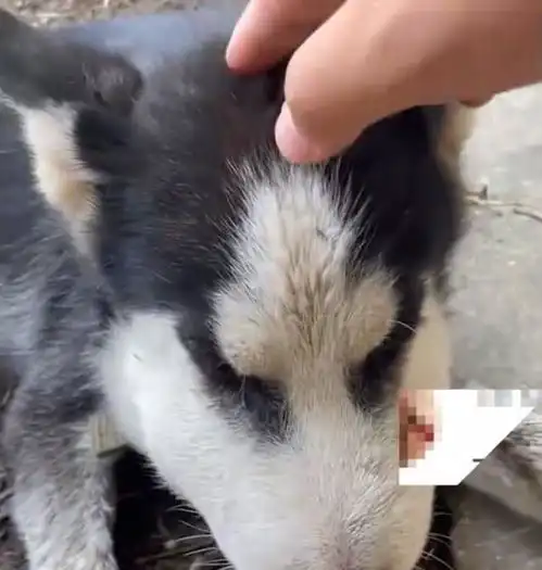 笑喷安徽一哈士奇被蛇咬伤后脸突然肿成包子,口水狂流不止