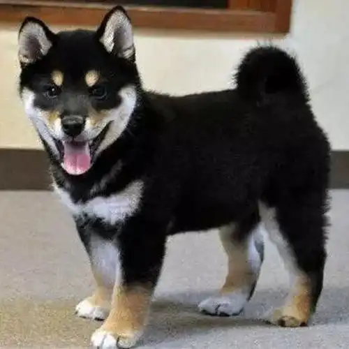 成都一只柴犬幼犬大概什么价格疫苗齐包健康