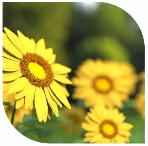 于欢英语为什么可以成为家长的诉求