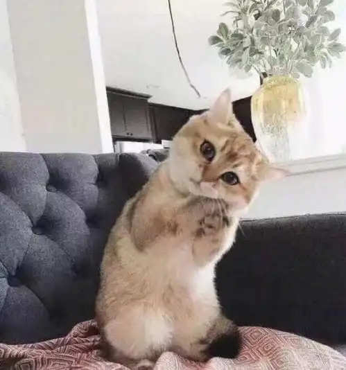 扫地机器人化身猫咪坐骑,喵星人大摇大摆巡视的样子好可爱