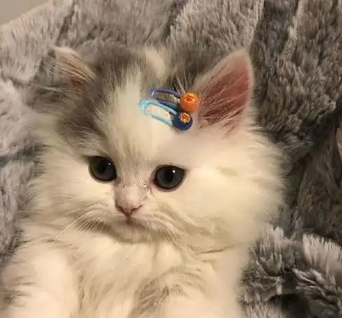猛女落泪我不许你们没看过这只小可爱