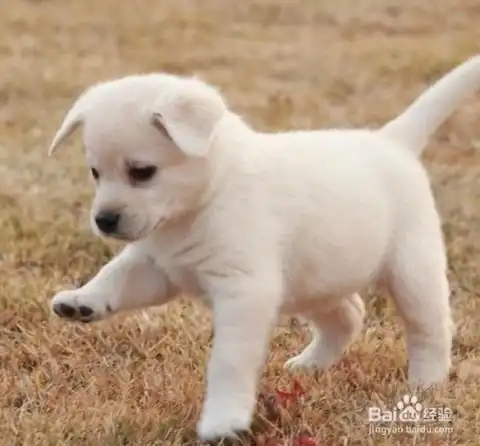 你让你家狗狗幸福了吗