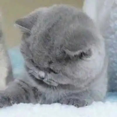 萌猫头像图片大全真猫超萌可爱图片2020