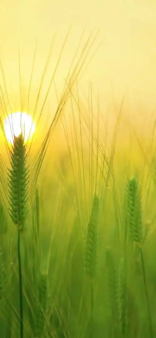 绿色元素,护眼系列