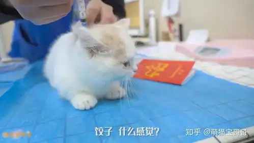 带两只小奶猫去打针,把全医院萌化了,医生抱着不撒手