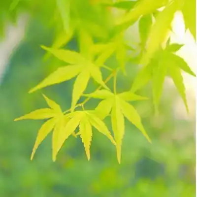 2023最新树叶风景头像