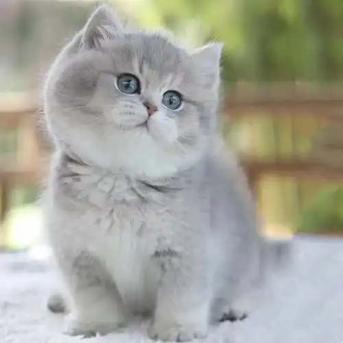 为什么那么多人喜欢蓝金渐层猫呢