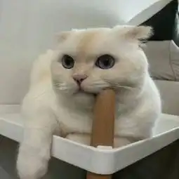 猫爪挠你