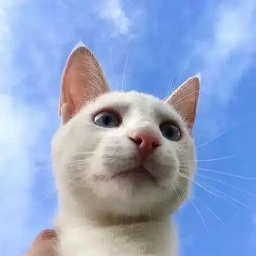 动物头像说晚安不代表我要睡了