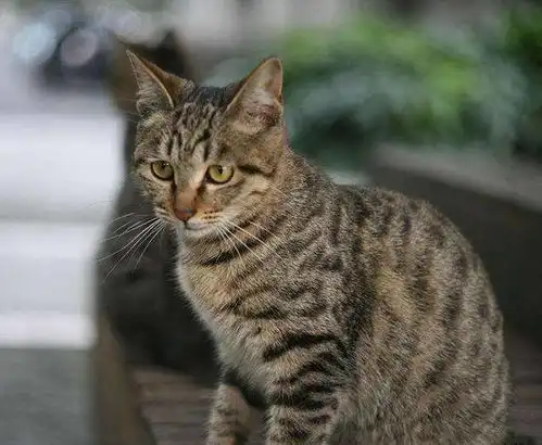 怎样穷养中华田园猫