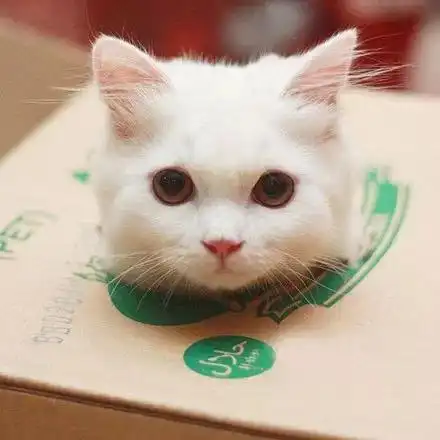 一只可爱可爱的小白猫,么么哒这位来自堆糖,美好生活研究所