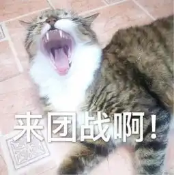 猫咪表情包