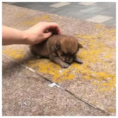 女孩抚摸流浪小土狗,买了纯奶喂狗,路人围观竖起大拇指