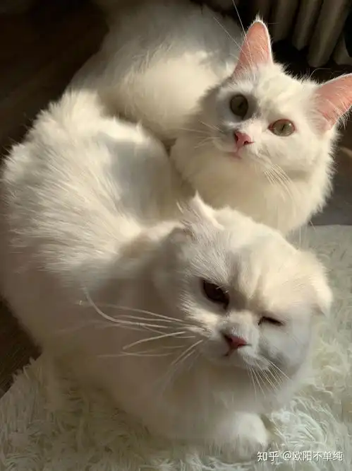 有没有这个猫的其他图片,以前用过只是它头的头像,现在找不到了