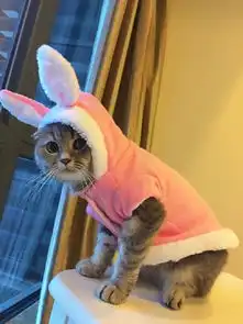 小猫卡通头像诡异
