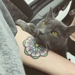 纹身美女与猫的日常,超有爱