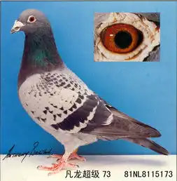 图片浏览鸽事百科