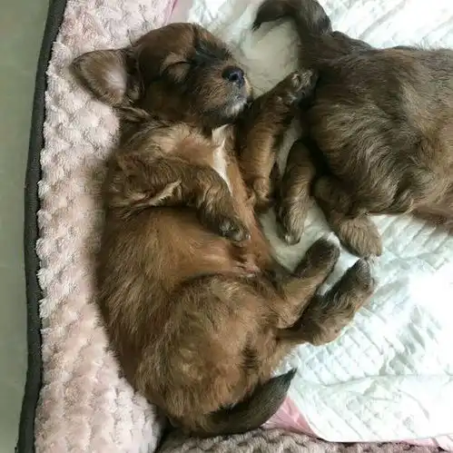 街边发现两只小奶狗,女孩生怕被抢了去,路人流浪狗有啥好稀罕