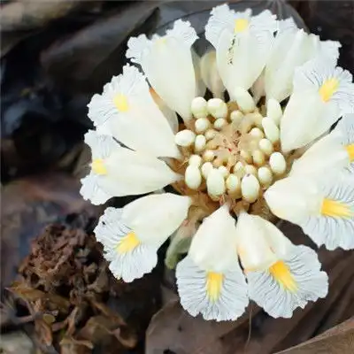 植物风景头像,影响世界的中国植物图片