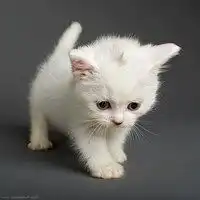 猫咪头像图片可爱小猫咪图片动作姿态好逗哦