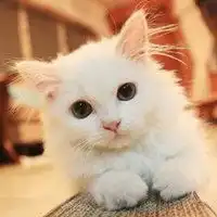 萌娃与猫头像高清微信头像图片大全
