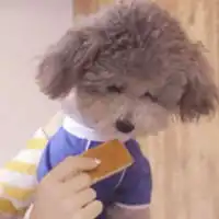 小奶狗头像男超萌小奶狗可爱头像