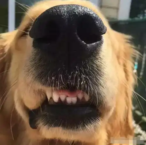 一只会自己挣钱买零食的金毛,每天的收入都不菲