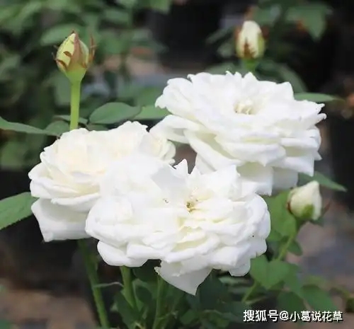 3款白色系的浓香月季,每一款都仙气十足,你钟爱哪一款