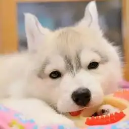 这只哈士奇完全没有蠢傻二的感觉,根本是哈士奇中的一股清流..