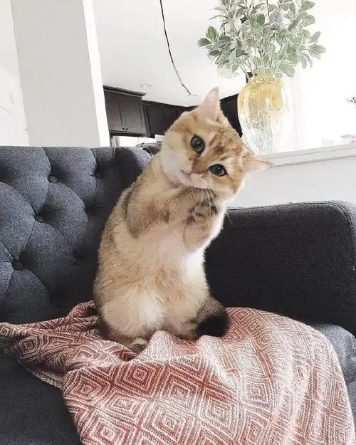 猫咪是这么求抱抱的,羡慕死了