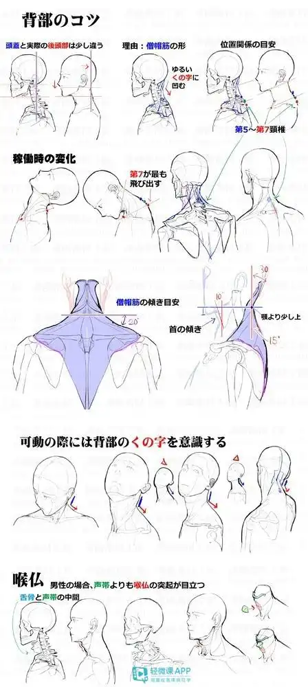 卡通人物头部画法教程,教你怎样绘制动漫人物头部