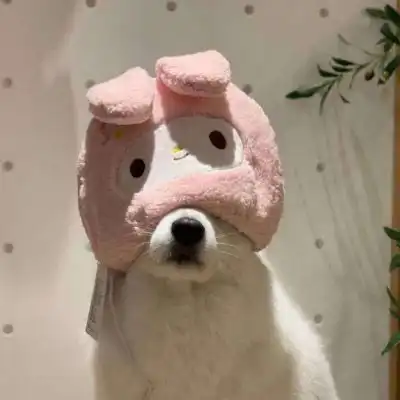 情侣头像猫系列图集沙雕